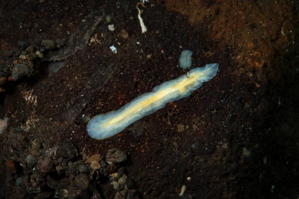 Kromodoris Lochi Çıplak Filipinler