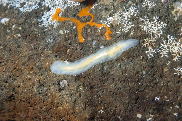 Kromodoris Lochi Çıplak Filipinler