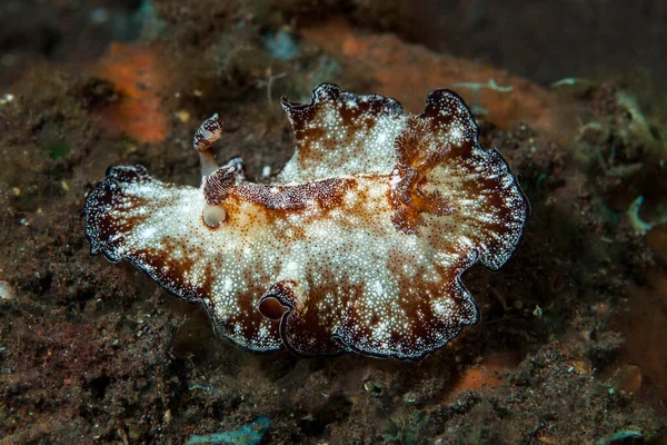 Kromodoris Lochi Çıplak Filipinler