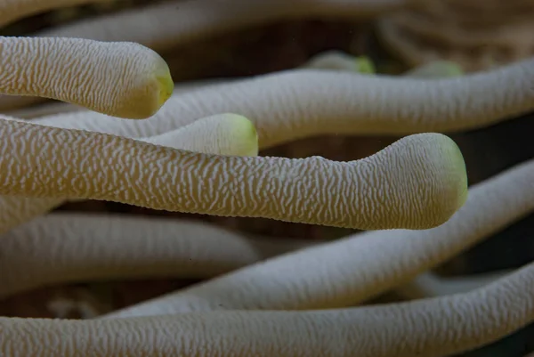 Kromodoris Lochi Çıplak Filipinler