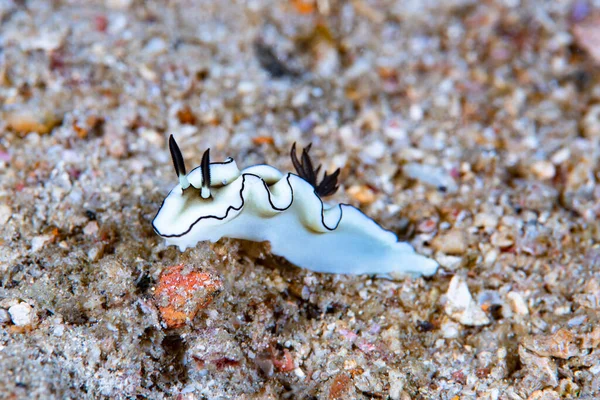 Kromodoris Lochi Çıplak Filipinler