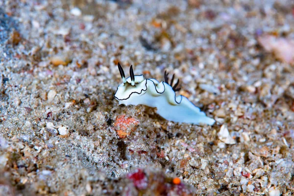 Kromodoris Lochi Çıplak Filipinler