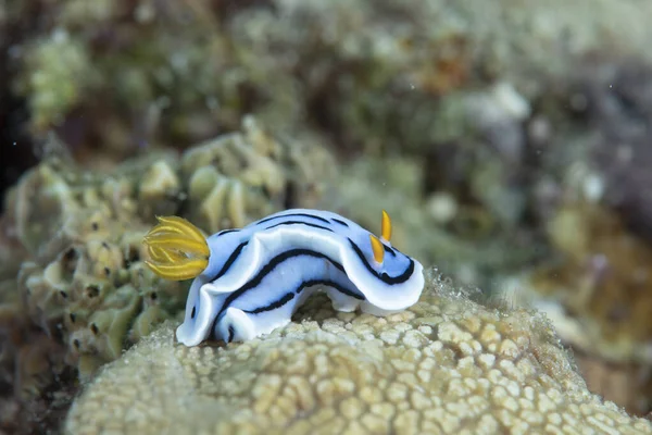 Chromodoris Lochi Nudibranch Filippine — Foto Stock