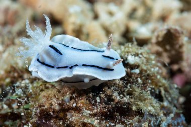 Kromodoris Willani Çıplak Filipinler