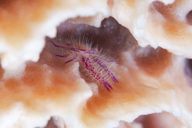 Çömelme Istakozu Lauriea Siagiani