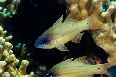 Benekli-solungaç Kardinalbalığı Ostorhinchus Krisopomus