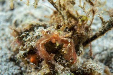 Orangutan yengeci Achaeus japonicus