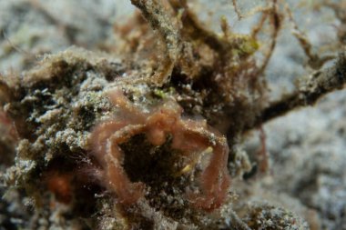 Orangutan yengeci Achaeus japonicus