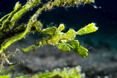 Halimeda Hayalet Boru Balığı Solenostomus Halimeda