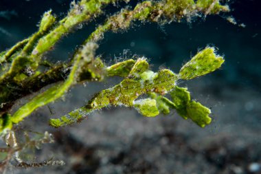 Halimeda Hayalet Boru Balığı Solenostomus Halimeda