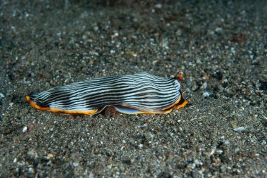 Çıplak Armina sp. Anilao Filipinleri
