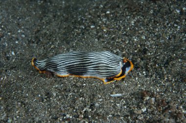 Çıplak Armina sp. Anilao Filipinleri