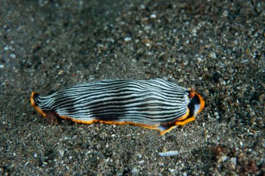 Çıplak Armina sp. Anilao Filipinleri