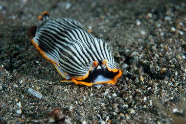 Çıplak Armina sp. Anilao Filipinleri