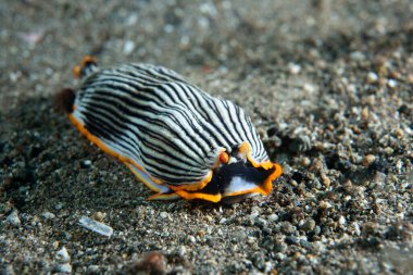 Çıplak Armina sp. Anilao Filipinleri