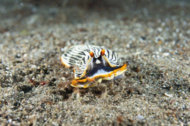 Çıplak Armina sp. Anilao Filipinleri