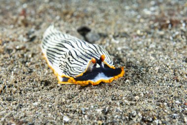 Çıplak Armina sp. Anilao Filipinleri