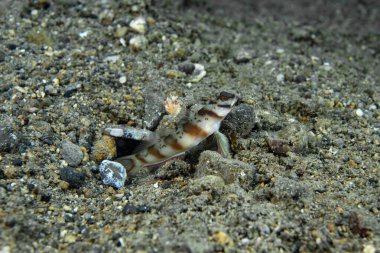 Çapraz Karides-Goby Amblyeleotris köşegeni