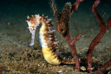Thorny Denizatı Hipokampus histriksi