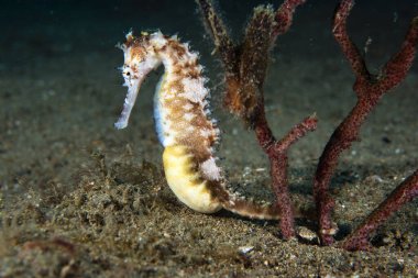 Thorny Denizatı Hipokampus histriksi