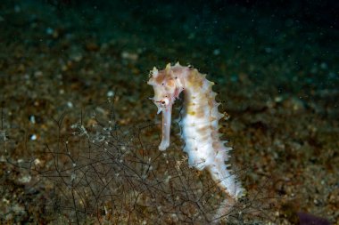 Thorny Denizatı Hipokampus histriksi