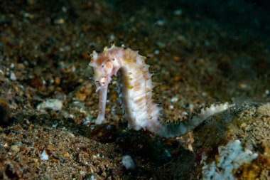 Thorny Denizatı Hipokampus histriksi