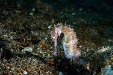 Thorny Denizatı Hipokampus histriksi