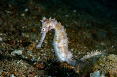 Thorny Denizatı Hipokampus histriksi