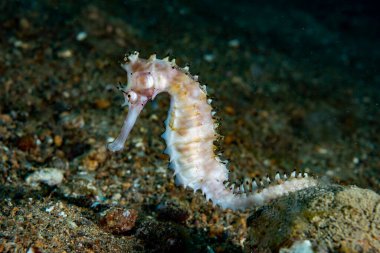 Thorny Denizatı Hipokampus histriksi