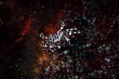 Zebra Urchin Yengeci Zebrida Adamsii