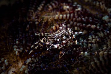 Zebra Urchin Yengeci Zebrida Adamsii