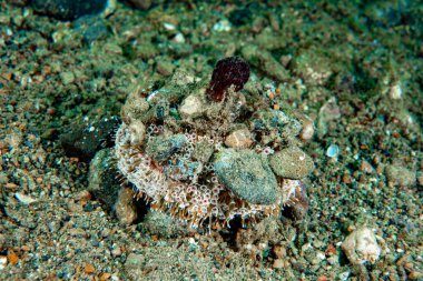 Çiçekli Urchin Toxopneustes pileolus