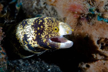 Bulutlu Moray Echidna bulutsusu