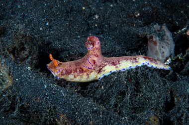 Çıplak Ceratosoma trilobatum Filipinler