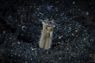 Bobbit solucanı Eunice afroditoi