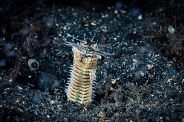 Bobbit solucanı Eunice afroditoi