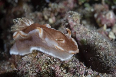 Glossodoris rufomarginata (Karamel Çıplak Dalı)