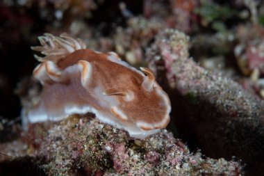 Glossodoris rufomarginata (Karamel Çıplak Dalı)