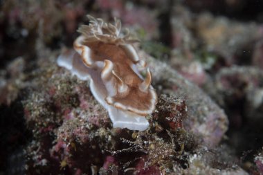 Glossodoris rufomarginata (Karamel Çıplak Dalı)