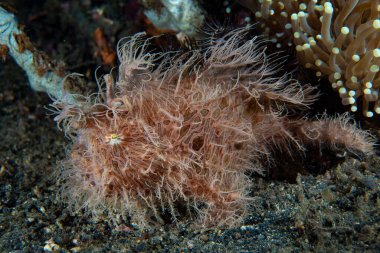 Çizgili Kurbağa Balığı Antennarius Striatus
