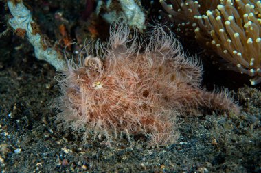 Çizgili Kurbağabalığı (Antennarius striatus) da 