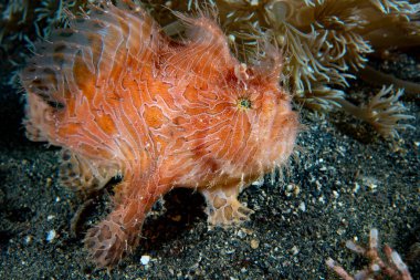Çizgili Kurbağa Balığı Antennarius Striatus