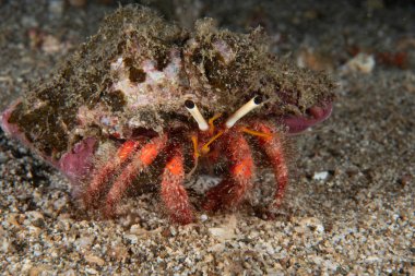 Münzevi Yengeç cinsi Dardanus, Solak Yengeç Ailesi Diogenidae 'nin bir üyesidir.