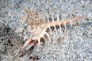 Murex ternispina, siyah omurgalı murex