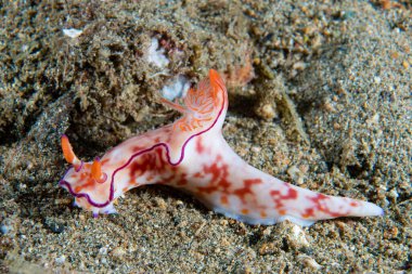 Çıplak Ceratosoma trilobatum Filipinler 