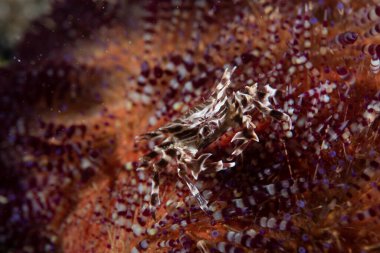 Zebra Urchin Yengeci Zebrida Adamsii