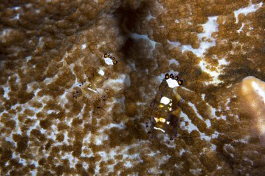 Tavuskuşu kuyruklu Anemone Karides Ancylocaris brevicarpali