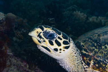 Şahin gagalı Kaplumbağa Eretmochelys imbricata