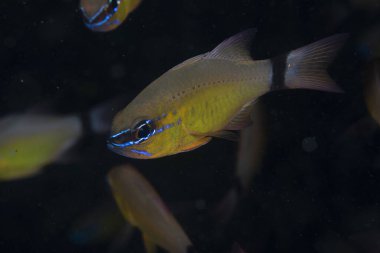 Halka Kuyruklu Kardinalbalığı Ostorhinchus fleurieu