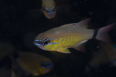 Halka Kuyruklu Kardinalbalığı Ostorhinchus fleurieu